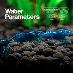 10+ Live Blue Dream Neocaridina Shrimp - Premium Freshwater Aquarium Invertebrates for Planted Tanks, Breeding Stock with Live Arrival Guarantee