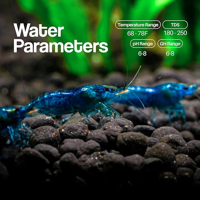 10+ Live Blue Dream Neocaridina Shrimp - Premium Freshwater Aquarium Invertebrates for Planted Tanks, Breeding Stock with Live Arrival Guarantee