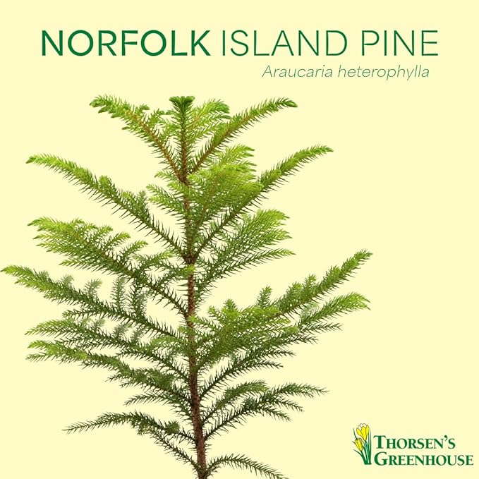 Thorsen's Greenhouse Live Norfolk Island Pine Plant, Christmas Greenery Gift or Decor, Air Purifying Premium Indoor Houseplant, Mature 4" Diameter Pot (Sage, 4-inch Pot)