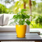 Ceramic Plant Pot - 8 Inch Planter Pot with Drainage Hole and Saucer Round Planter for Indoor Outdoor Plants Flower Pot for Home Patio Garden Office Yellow