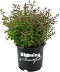 Blooming & Beautiful - Little Richard Abelia - 3 gal - Evergreen Shrub - Fragrant White Bell-Shaped Flowers - Summer Blooms - Zones 6-9 - Abelia x grandiflora 'Little Richard' - 3 Gallon Pot