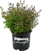 Blooming & Beautiful - Little Richard Abelia - 3 gal - Evergreen Shrub - Fragrant White Bell-Shaped Flowers - Summer Blooms - Zones 6-9 - Abelia x grandiflora 'Little Richard' - 3 Gallon Pot
