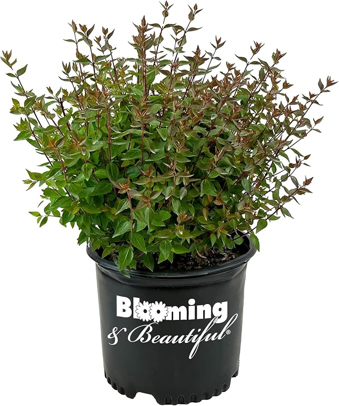 Blooming & Beautiful - Little Richard Abelia - 3 gal - Evergreen Shrub - Fragrant White Bell-Shaped Flowers - Summer Blooms - Zones 6-9 - Abelia x grandiflora 'Little Richard' - 3 Gallon Pot