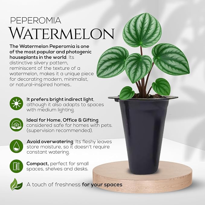 Peperomia Plant Collection (4 Pack)– Set of Rare Varieties | Watermelon, Frost, Eden Rosso & Piccolo Banda | Easy Indoor Houseplants, Live Plants for Home Decor (Peperomia Collection)