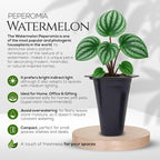 Peperomia Plant Collection (4 Pack)– Set of Rare Varieties | Watermelon, Frost, Eden Rosso & Piccolo Banda | Easy Indoor Houseplants, Live Plants for Home Decor (Peperomia Collection)