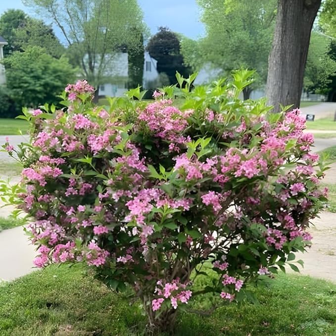 Pink Weigela Live Plant, Spring Blooming Shrub in 4” Pot, Hardy Perennial Flowering Bush for Garden Borders, Cold Hardy, Dormant in Winter