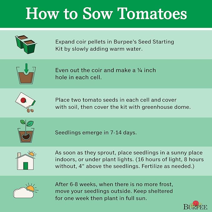 Burpee Big Boy Tomato Seeds 125 seeds