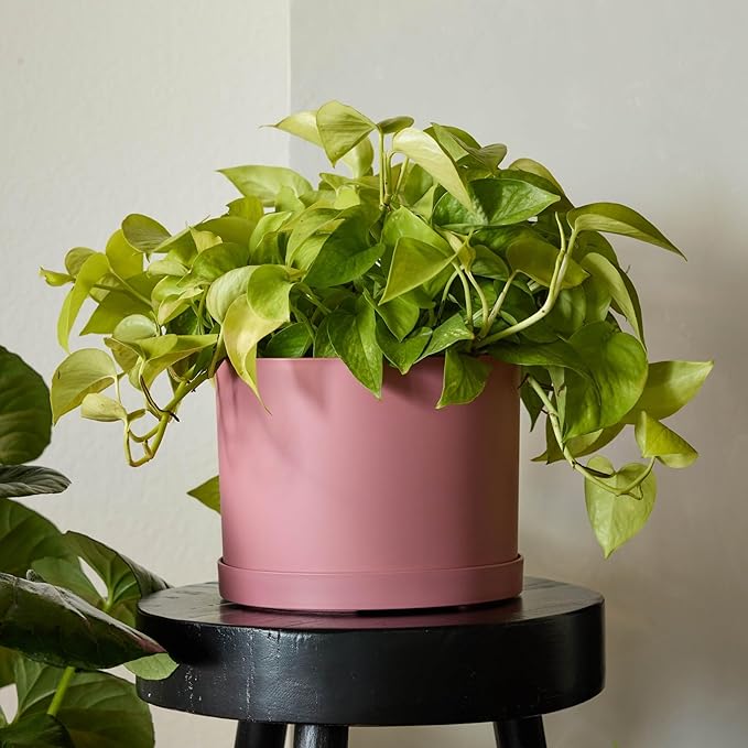 Bloem Mathers 8" Dusty Rose Round Modern Resin Garden Planter Pot with Drainage Holes and Removable Saucer Tray Included