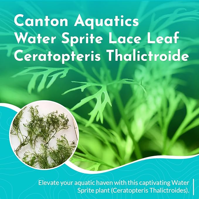 Live Aquarium Plants - Water Sprite Aquarium Plant, Ceratopteris Thalictroides - Perfect Live Aquatic Plants for Fish Tanks and Aquariums