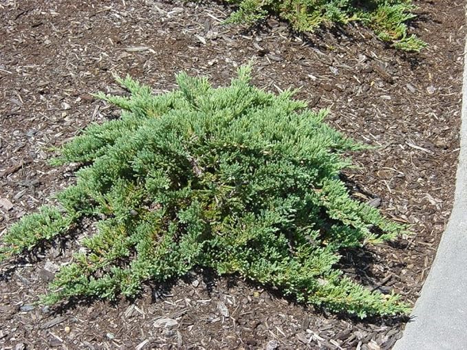 RedCrocus Greenmound Juniper – Evergreen Ground Cover, Drought Tolerant, Pet Safe, Suitable for Containers & Landscaping, Zone 5-9 3 Gallon