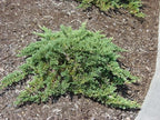RedCrocus Greenmound Juniper – Evergreen Ground Cover, Drought Tolerant, Pet Safe, Suitable for Containers & Landscaping, Zone 5-9 3 Gallon