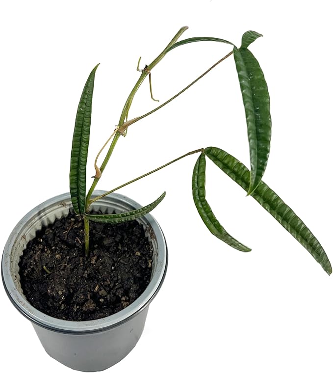 LEAL PLANTS ECUADOR Anthurium Cutucuense| Exotic Green Indoor Houseplant | Rare Anthurium Live Plant for Home Decor | Low Maintenance Tropical Plant for Living Room | Unique Heart-Shaped Foliage