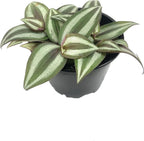 5 Pack Indoor Houseplant Collection - 5 Live Plants in 4 Inch Pots - Grower's Choice Based on Health, Beauty and Availability - Florist Quality Easy to Grow Air Purifying Indoor Plants