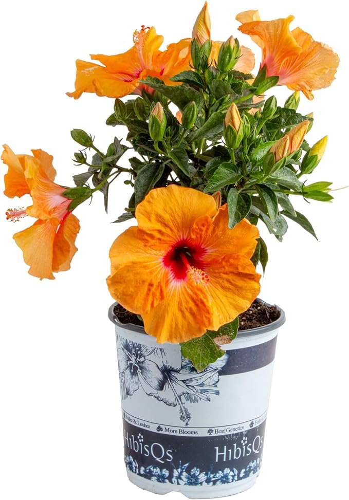 Costa Farms Premium Hibiscus Tropical Outdoor Flowering Plants 1-Gallon, Grower Pot 16-Inches Tall, Orange Flowers