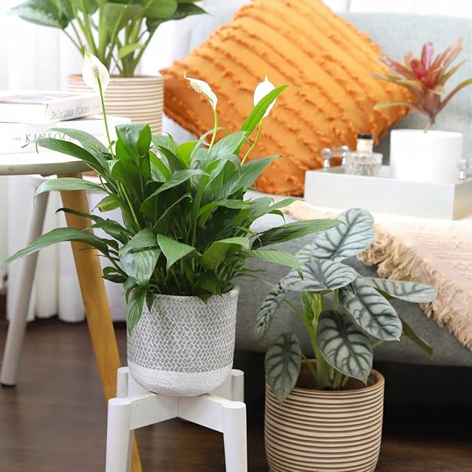 Spathiphyllum Green Peace Lily (6 inch) - Lucky Houseplants - 4/6 inch Unique Live Decorative Houseplants - Easy to Care Indoor Plants, Perfect for Office, Home & Feng Shui Decor