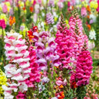 6000+ PCS Snowflake Snapdragon Flower Seeds Antirrhinum Majus Rare Flower Seed Outdoor-Perennial Heirloom Plant Seed Attracts Bees& Attracts Butterflies