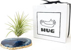 Blue Agate Slice Crystal Air Plant Holder Includes Healthy Air Plant and Hug Gift Box Sympathy Gift Thinking of You Gift Birthday Gift