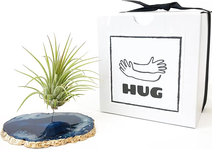 Blue Agate Slice Crystal Air Plant Holder Includes Healthy Air Plant and Hug Gift Box Sympathy Gift Thinking of You Gift Birthday Gift