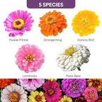 Zinnia Seeds Mix, 1 Oz, Over 3,000 Flowers Seeds, 5 Varieties (Pink, Yellow, Orange, White, Purple), Mixed Colors and Large Blooms,Open Pollinated - Bulk