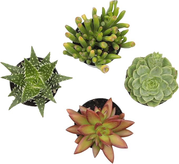 Altman Plants, Live Succulents Plants Live Houseplants (4PK), Succulent Plant Lover Gifts, Live Indoor Plants in Potting Soil, Live Plants Indoor Cactus Plants Live Succulent Plants Live House Plants