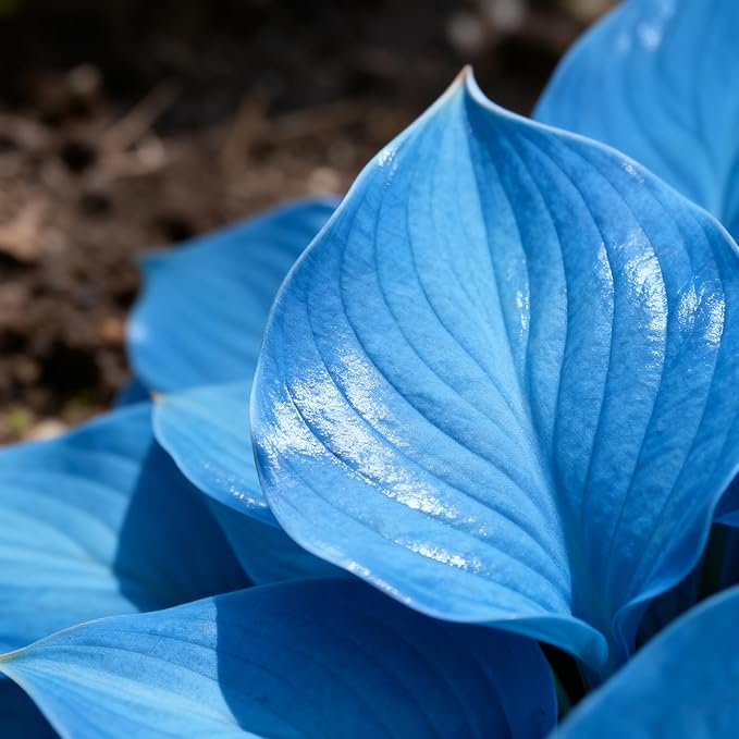 Hosta Seeds for Planting, 290+ Mixed Hosta Seeds, Perennial Flower Palnts, Non-GMO Heirloom Hosta Flower Seed for Home Garden Outdoor