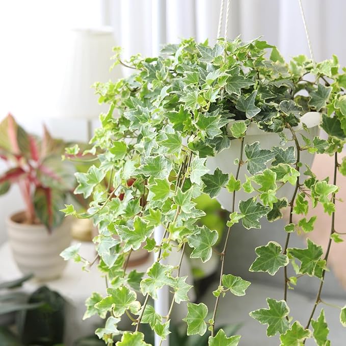 Glacier English Ivy (4 inch) - Air-Purifying Houseplants - 4/6 inch Unique Live Decorative Houseplants - Low-Maintenance Indoor Plants, House Warming Gift, Natural Air Purifier
