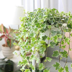 Glacier English Ivy (6 inch) - Air-Purifying Houseplants - 4/6 inch Unique Live Decorative Houseplants - Low-Maintenance Indoor Plants, House Warming Gift, Natural Air Purifier