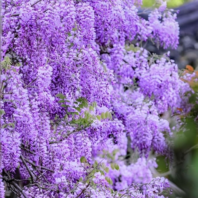 American Purple Wisteria Live Plant in 2.5 Inch Pot | Hardy, Fragrant Purple Flower | Easy-Care Climbing Vine for Landscapes, Fences & Outdoor Garden Décor