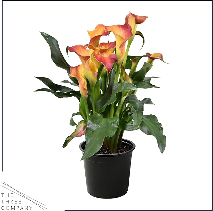 Live Flowering Calla Lily (2 Plants Per Pack) - Orange, 3+ Blooms - Beautiful Spring Perennial - 12" Tall by 5" Wide in 1 Qt Pot