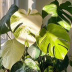 50pcs Mixed Monstera Plant Seeds, Rare Tropical Foliage Variety, Easy to Grow Houseplant, Indoor & Outdoor Decorative Greenery, Exotic Jungle Vibes for Home or Garden Planters