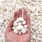 Rocks for Plants. White Lightly Polished Decorative Pebbles. 0.5 to 1 Inch 18 lbs. for Garden, Landscaping, Indoor, Vase fillers, Crafting, Succulents, pots, Plants