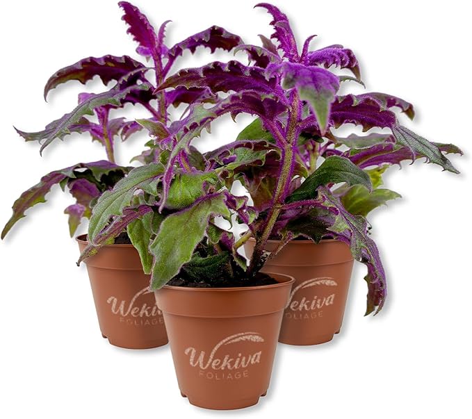 Purple Passion Plant - Royal Velvet - 3 Live Starter Plants - Gynura Aurantica - Beautiful Textured Colorful Foliage Indoor Houseplant