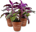 Purple Passion Plant - Royal Velvet - 3 Live Starter Plants - Gynura Aurantica - Beautiful Textured Colorful Foliage Indoor Houseplant