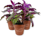 Purple Passion Plant - Royal Velvet - 3 Live Starter Plants - Gynura Aurantica - Beautiful Textured Colorful Foliage Indoor Houseplant