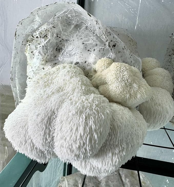 Myco Labs Lion's Mane Mushroom Grow Kit | Large 5.5 LB Fruiting Block | with Custom Humidity Tent & Filters | Grow Anywhere