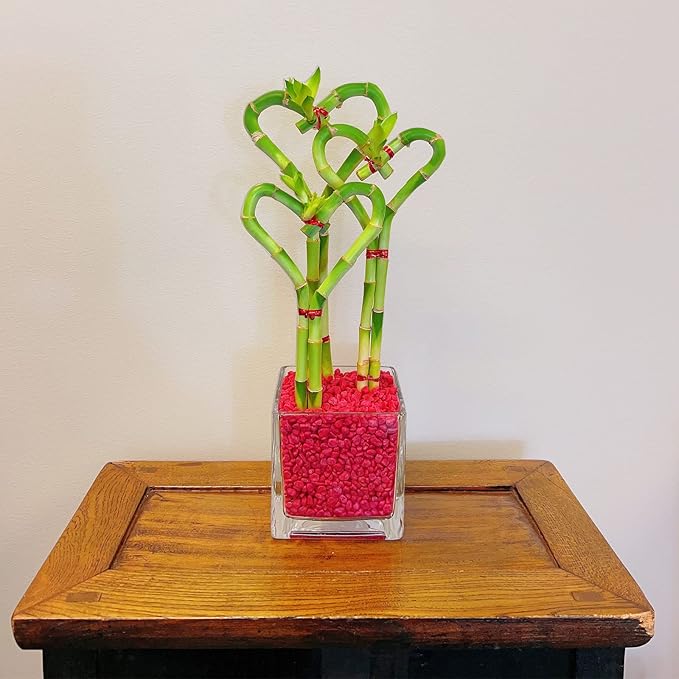 Athena's Garden 3 Heart Lucky Bamboo Stalks Indoor Bamboo Live Plants with Glass vase in Red Rocks (BA-HS081012SQ4PRRED)