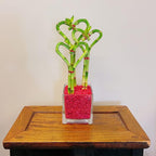 Athena's Garden 3 Heart Lucky Bamboo Stalks Indoor Bamboo Live Plants with Glass vase in Red Rocks (BA-HS081012SQ4PRRED)