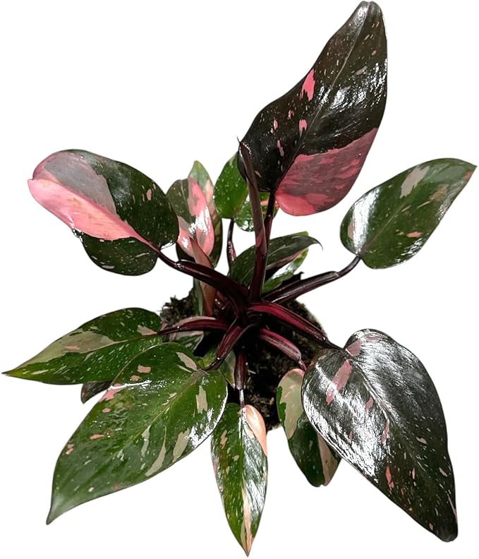 Hopewind Plnats Shop - Philodendron Live Plant, Air Purifying, Easy Care, Easy to Grow, Rare Variety, Live Indoor Plant, 4 inch Pot (Philodendron Pink Princess)