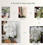 6 inch Orchid Pots with Holes for Repotting with Excellent Airflow, Set of 2, Double Layer Plastic Imitate Ceramic Orchid Planter, Clear Orchid Pot Match Decorative Orchid Container
