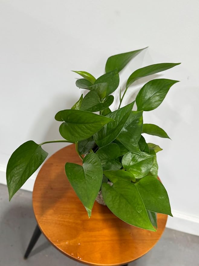 PLANTVERS Jade Pothos in a 4" Grow Pot – Epipremnum Aureum - Easy Care Indoor Vining Houseplant - Trailing Indoor Plant - Tropical Low Maintenance Plant - Low Light Indoor Plant