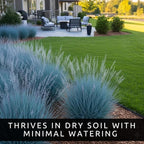 3 Little Bluestem Grass Live Plant Plug– Native Ornamental Grass – Blue-Green Foliage with Red Fall Color – Drought Tolerant Perennial (Schizachyrium scoparium)