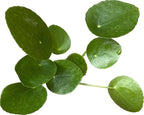Chinese Money Plant Live - Pilea peperomioides Live Plant | Easy Care Indoor Houseplant | Air Purifying | 4-Inch & 6-inch Pot Available | California Seller (4" Pot, One Small Plant)
