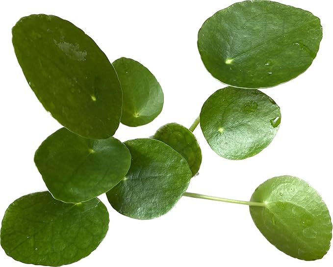 Chinese Money Plant Live - Pilea peperomioides Live Plant | Easy Care Indoor Houseplant | Air Purifying | 4-Inch & 6-inch Pot Available | California Seller (4" Pot, One Small Plant)