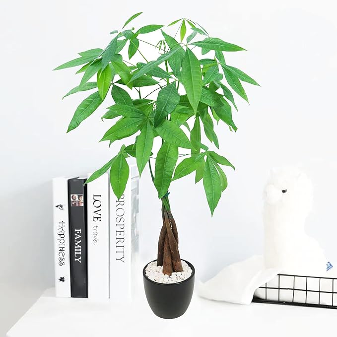 Athena's Garden Money Tree Plant Indoor Live Plant Pachira Money Tree with Ceramic Planter 18 Inches Tall, Black Pot - White Rocks, Medium