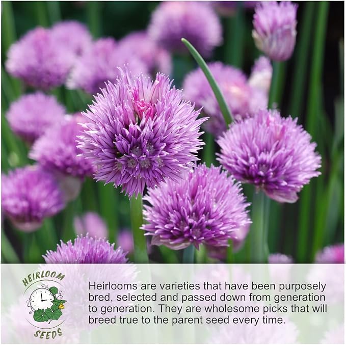 Seed Needs Bee Balm Seeds for Planting a Collection of Monarda Flowers - Heirloom & Open Pollinated Flower Seed to Plant an Outdoor Butterfly Garden (Includes Wild Bergamot, Horsemint & Lemon Mint)