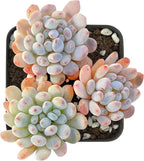 Sprout N Green Graptopetalum pachyphyllum Bluebean, Live Succulent Rooted in 2" Pot with Soil, Houseplant for Indoor Outdoor Home Office Wedding Decoration Party Favor, Easy to Care, Pet Friendly