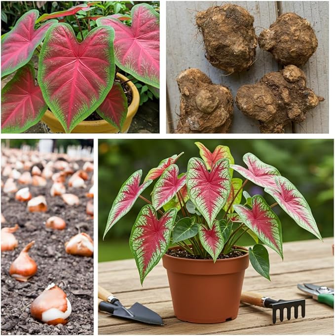 Florida Cardinal Caladium Bulbs for Planting - Perennial Hosta - Heart Shaped Elephant Ears - Vibrant Plants - Splashes of Tropical Color - Living Gift Idea (10 Bulbs)