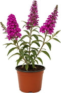 Easy to Grow Buddleia Butterfly Bush Buzz Hot Raspberry 1 Plant - Potted Perennial Flower in a Quart Pot, Summer Fragrant Magenta Pink Blooms in Sun