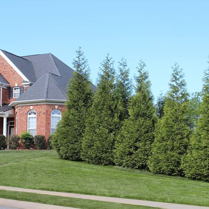 Brighter Blooms - Thuja Green Giant Arborvitae, 2-3 ft. - No Shipping to AK, AZ, HI, OR