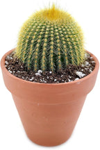 Live Cactus Plants, Fully Rooted 2-inch Cactus Succulent Plants, Rare Varieties for Gift or Home Decoration (Golden Ball Cactus Echinocactus)